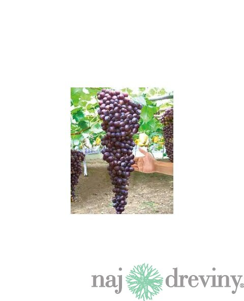 Vinič Hasansky Sladky 40/60 cm, v črepníku Vitis Hasansky Sladky