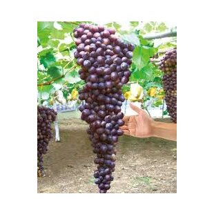 Vinič Hasansky Sladky 40/60 cm, v črepníku Vitis Hasansky Sladky