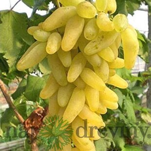 Vinič Himrod bezkôstkový, výška 40/60 cm, v črepníku Vitis Himrod