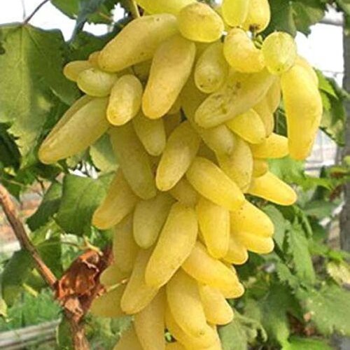 Vinič Himrod bezkôstkový, výška 40/60 cm, v črepníku Vitis Himrod