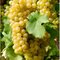 Vinič hroznorodý - stové hrozno biele, bohato rodiaci, strihaný, obvod 8/10 cm v črepníku 5l Vitis vinifera