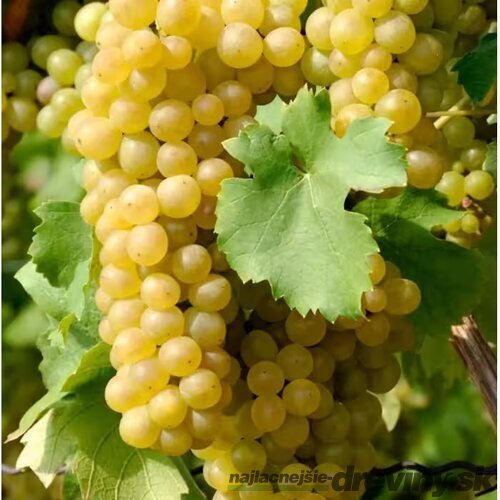 Vinič hroznorodý - stové hrozno biele, bohato rodiaci, strihaný, obvod 8/10 cm v črepníku 5l Vitis vinifera