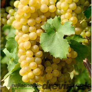 Vinič hroznorodý - stové hrozno biele, bohato rodiaci, strihaný, obvod 8/10 cm v črepníku 5l Vitis vinifera