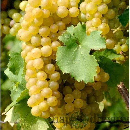 Vinič hroznorodý - stové hrozno biele, bohato rodiaci, strihaný, obvod 8/10 cm v črepníku 5l Vitis vinifera