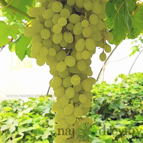 Vinič Jubilei Novgoroda 40/60 cm, v črepníku Vitis Jubilei Novgoroda