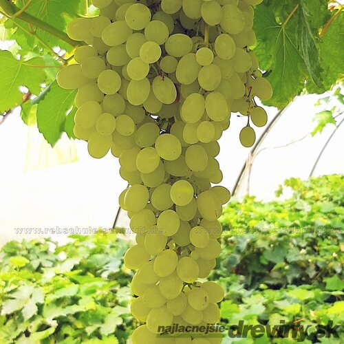 Vinič Jubilei Novgoroda 40/60 cm, v črepníku Vitis Jubilei Novgoroda