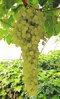 Vinič Jubilei Novgoroda 40/60 cm, v črepníku Vitis Jubilei Novgoroda