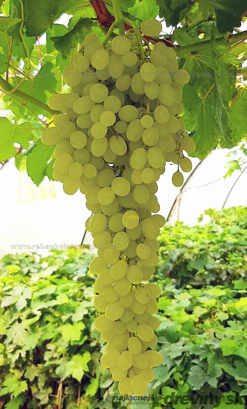 Vinič Jubilei Novgoroda 40/60 cm, v črepníku Vitis Jubilei Novgoroda