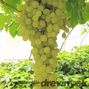 Vinič Jubilei Novgoroda 40/60 cm, v črepníku Vitis Jubilei Novgoroda