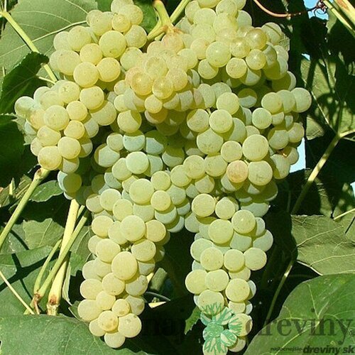 Vinič Lakemont  biely bezkôstkový 60/80 cm, v črepníku Vitis Lakemont