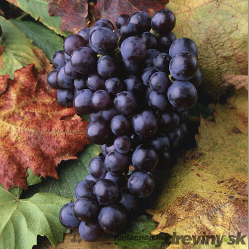 Vinič “MUSCAT BLEU “- muškát modrý, výška 80/100 cm, v črepníku Vitis  “MUSCAT BLEU