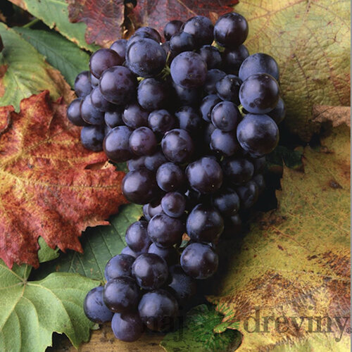 Vinič “MUSCAT BLEU “- muškát modrý, výška 80/100 cm, v črepníku Vitis  “MUSCAT BLEU