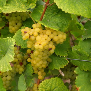 Vinič “MUSCAT van ALEXANDRIE “ - muškát biely, výška 40/60 cm, v črepníku Vitis “MUSCAT van ALEXANDRIE