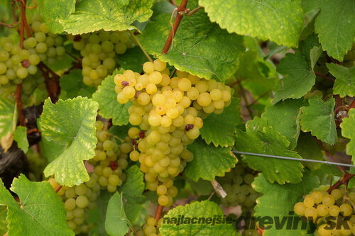Vinič “MUSCAT van ALEXANDRIE “ - muškát biely, výška 40/60 cm, v črepníku Vitis “MUSCAT van ALEXANDRIE