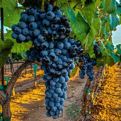 Vinič Nero červený bezkôstkový, v črepníku Vitis Nero