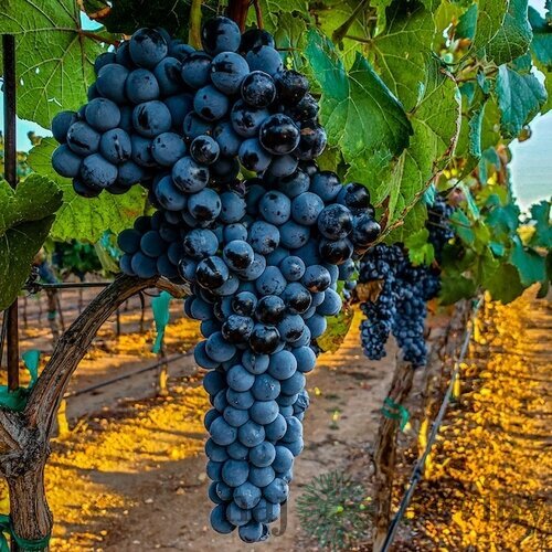 Vinič Nero červený bezkôstkový, v črepníku Vitis Nero