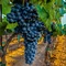 Vinič Nero červený bezkôstkový, v črepníku Vitis Nero