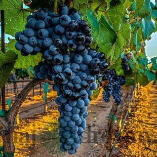 Vinič Nero červený bezkôstkový, v črepníku Vitis Nero