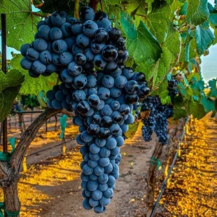 Vinič Nero červený bezkôstkový, v črepníku Vitis Nero
