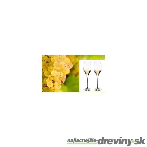 Vinič Rizling biely 40/60 cm, v črepníku Vitis Riesling