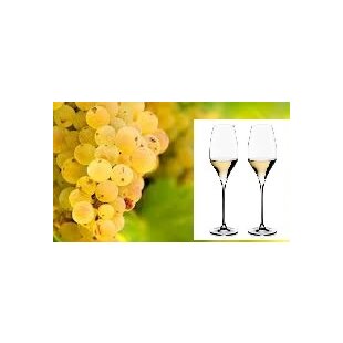 Vinič Rizling biely 40/60 cm, v črepníku Vitis Riesling