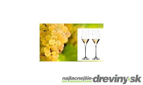 Vinič Rizling biely 40/60 cm, v črepníku Vitis Riesling