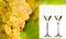 Vinič Rizling biely 40/60 cm, v črepníku Vitis Riesling