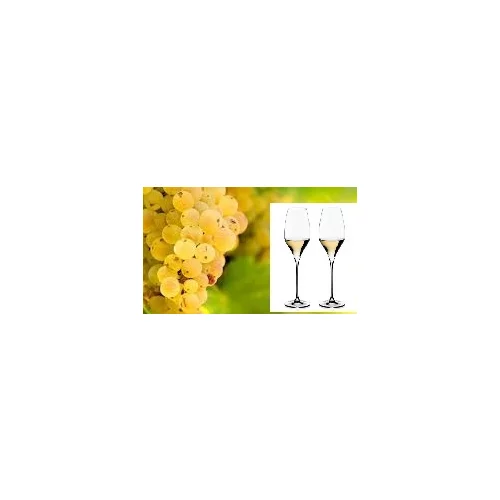 Vinič Rizling biely 40/60 cm, v črepníku Vitis Riesling