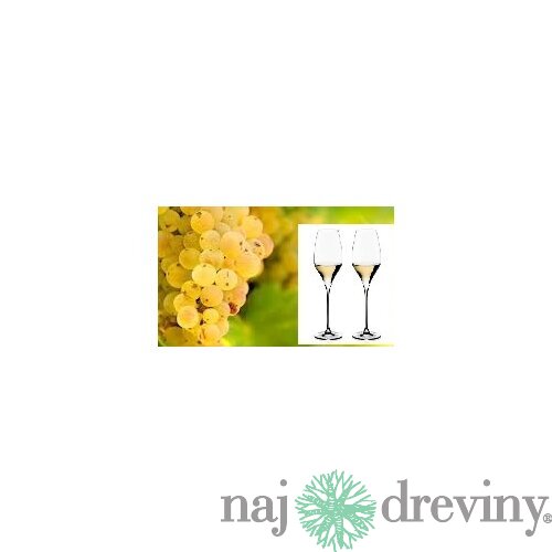 Vinič Rizling biely 40/60 cm, v črepníku Vitis Riesling