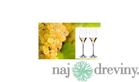 Vinič Rizling biely 40/60 cm, v črepníku Vitis Riesling