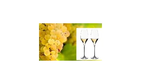 Vinič Rizling biely 40/60 cm, v črepníku Vitis Riesling