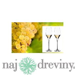Vinič Rizling biely 40/60 cm, v črepníku Vitis Riesling
