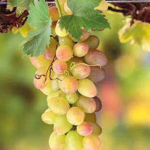 Vinič “SOLARIS  “ - muškát biely, výška 60/80 cm, v črepníku Vitis vinifera