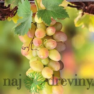 Vinič “SOLARIS  “ - muškát biely, výška 60/80 cm, v črepníku Vitis vinifera