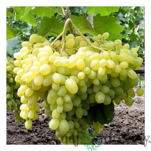 Vinič Solaris, v črepníku 2l Vitis Solaris