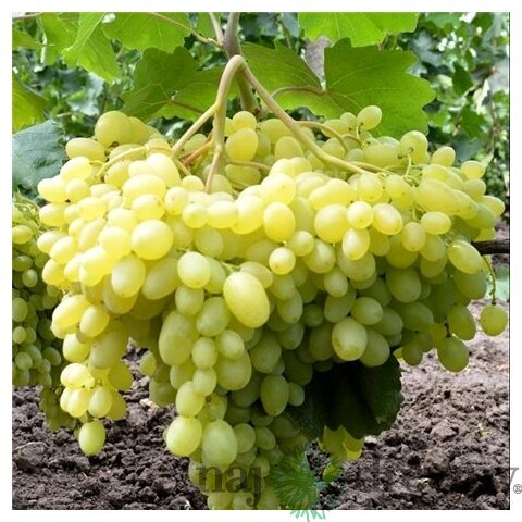 Vinič Solaris, v črepníku 2l Vitis Solaris
