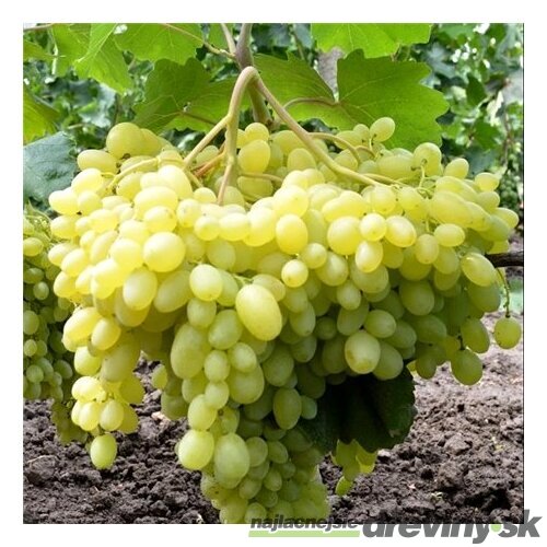 Vinič Solaris, v črepníku 2l Vitis Solaris