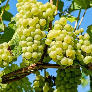 Vinič Sukribe biely, v črepníku