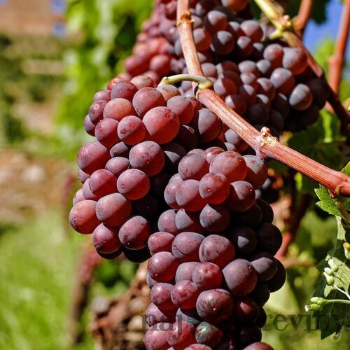 Vinič VANESSA - čierne bezkôstkové hrozno, výška 40/60 cm, v črepníku Vitis Vinifera