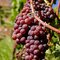 Vinič VANESSA - čierne bezkôstkové hrozno, výška 40/60 cm, v črepníku Vitis Vinifera