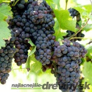 Vinič Venus červený bezkôstkový,výška 40/60 cm v črepníku 2l Vitis Venus