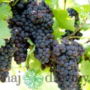 Vinič Venus červený bezkôstkový,výška 40/60 cm v črepníku 2l Vitis Venus