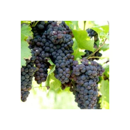 Vinič Venus červený bezkôstkový,výška 40/60 cm v črepníku 2l Vitis Venus