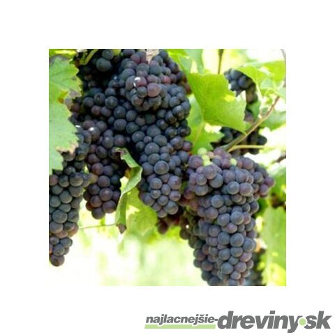Vinič Venus červený bezkôstkový,výška 40/60 cm v črepníku 2l Vitis Venus