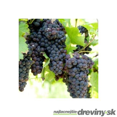 Vinič Venus červený bezkôstkový,výška 40/60 cm v črepníku 2l Vitis Venus