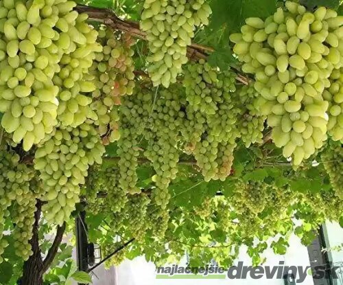 Vinič ‘Vroege van der Laan‘, výška 20/+ cm, v črepníku Vitis ‘Vroege van der Laan‘