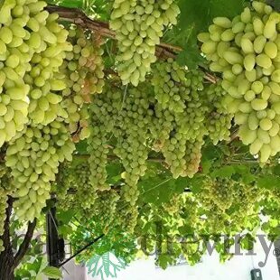 Vinič ‘Vroege van der Laan‘, výška 20/+ cm, v črepníku Vitis ‘Vroege van der Laan‘