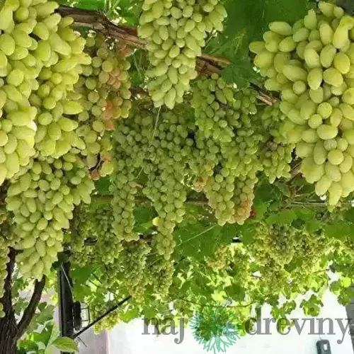 Vinič ‘Vroege van der Laan‘, výška 20/+ cm, v črepníku Vitis ‘Vroege van der Laan‘