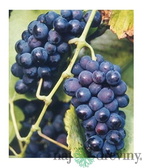 Vinič Zilga červený, v črepníku Vitis Zilga
