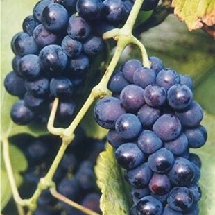 Vinič Zilga červený, v črepníku Vitis Zilga